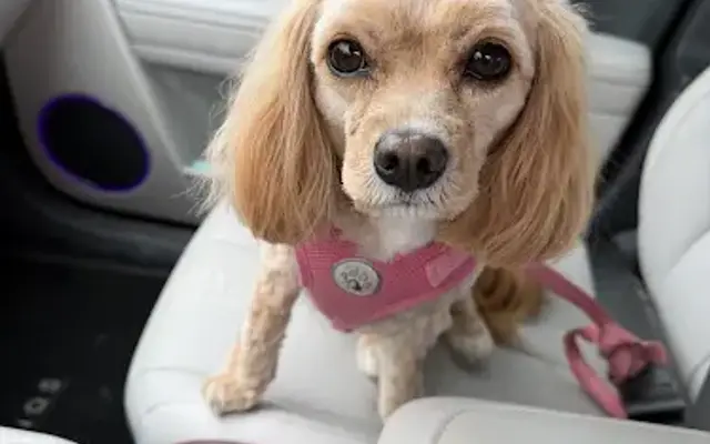 The Shaggy Dog Grooming Salon in Hamburg, NY