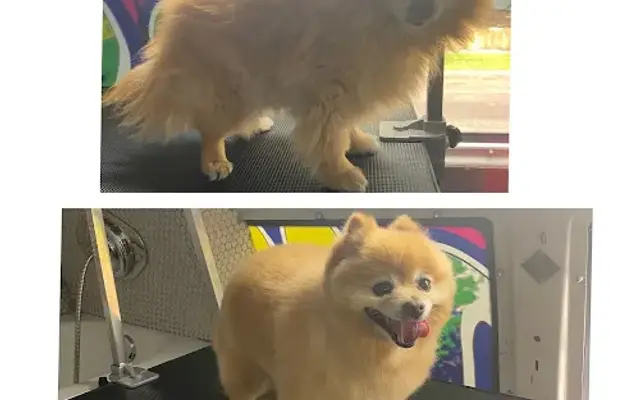 Vida Mobile Grooming in Los Angeles, CA