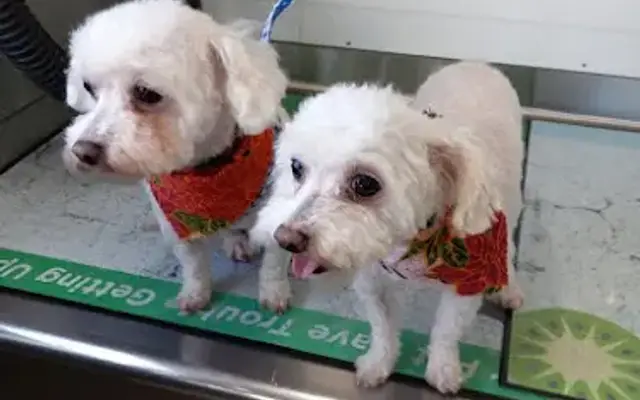 The original doggie glam in San Dimas, CA