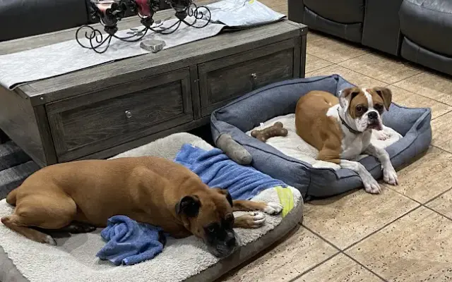 PetSmart Grooming in West Covina, CA