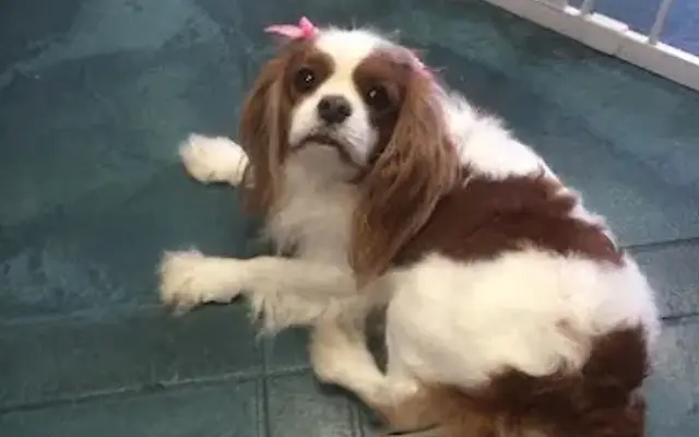 Georgia's Pet Salon & Boutique in Nash, TX