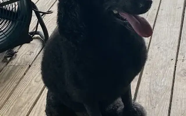 Kellianne's Dog Shack in Pensacola, FL