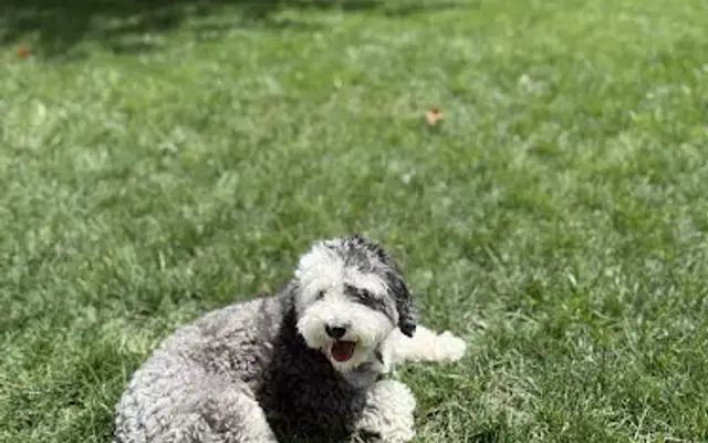Posh Dog Spa LLC in Verona, NJ