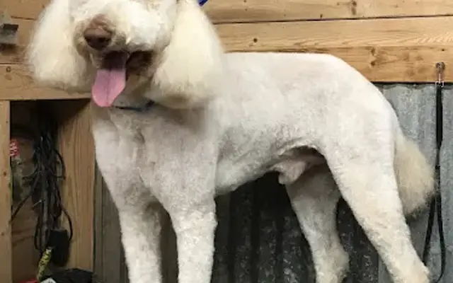 Paws N Claws Pet Grooming And Boarding in Winnsboro, TX