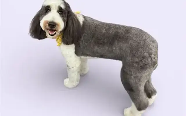 A Better Best Friend Mobile Dog Grooming in Greensboro, NC