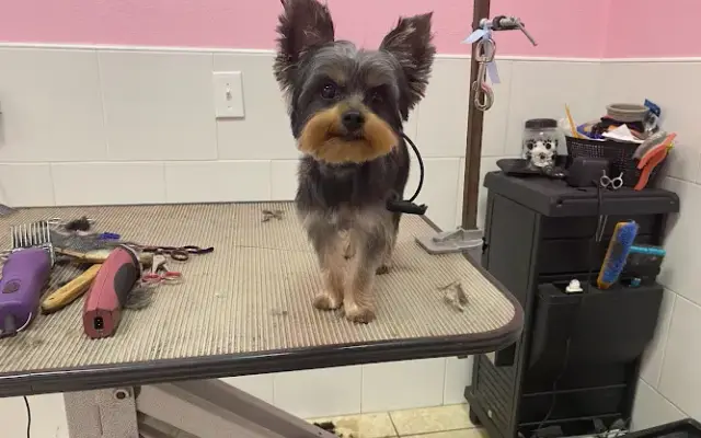 Elvin’s Grooming Lounge in Winter Garden, FL