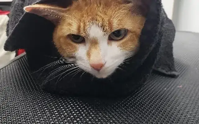 Awesome Paws Cat Salon in Brunswick, OH