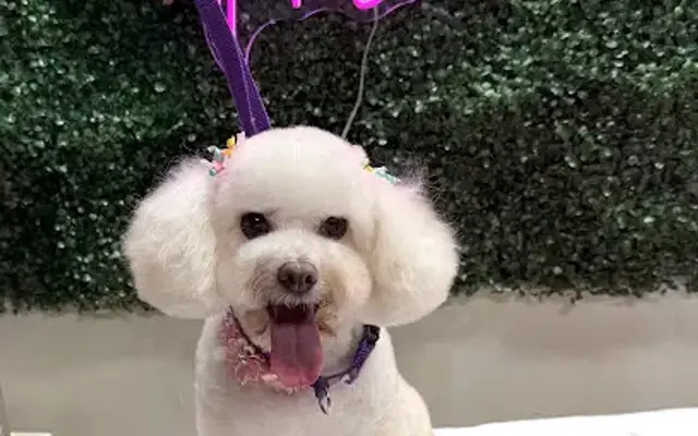 Dog gone fresh in Pearland, TX
