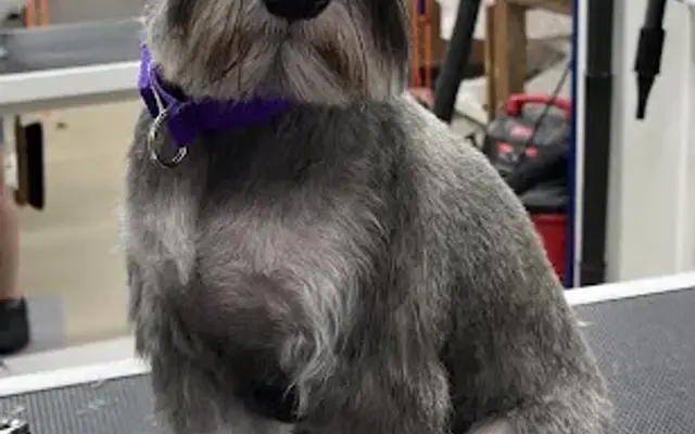 Puppy Palace in Tavares, FL