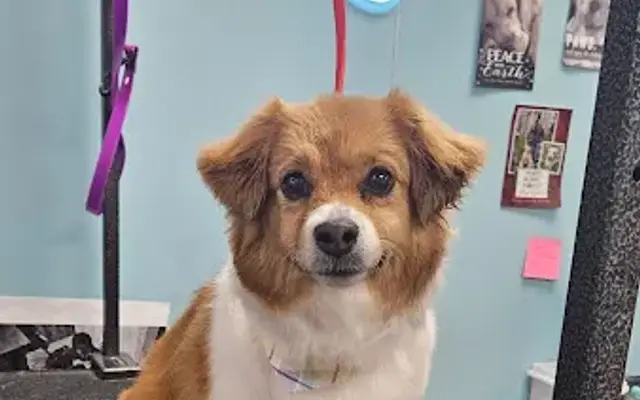 Paws Avenue NY in Elma, NY