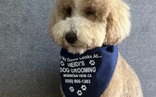 Heidi’s Dog Grooming in Mountain View, CA