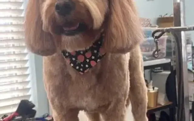 Joy of Grooming in Newton, NJ