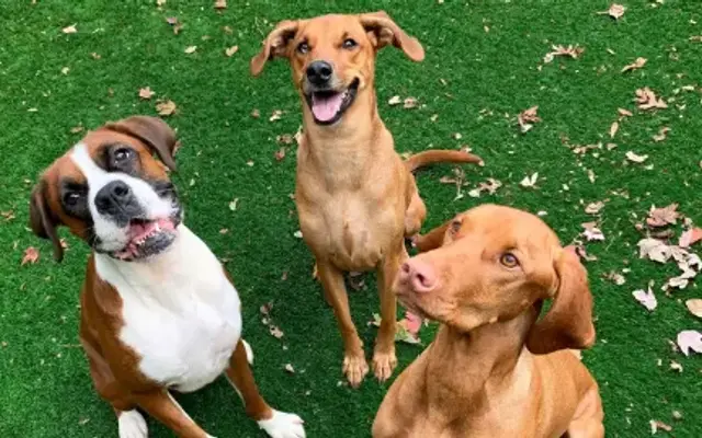 All Star Pet Resort in Egg Harbor City, NJ