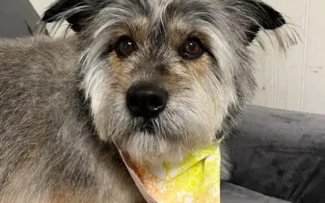 Zen Pet Holistic Grooming in Maynard, MA