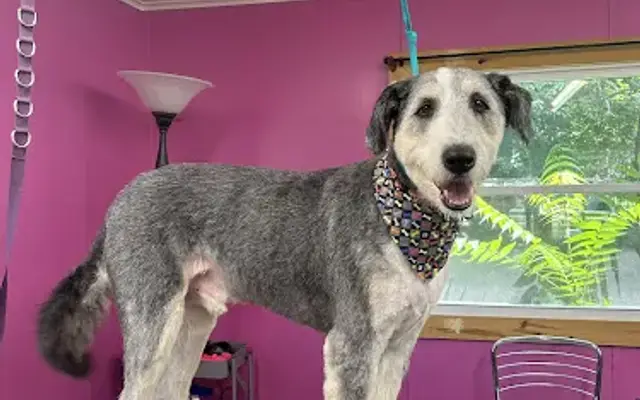 Prim & Proper Dog Boarding and Grooming in Everett, PA