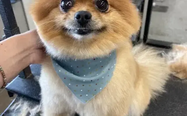 The Dapper Dog in Topeka, KS