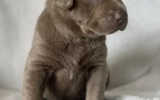 Hartwells Silverwater Labradors LLC Breeding and Grooming in Townville, SC
