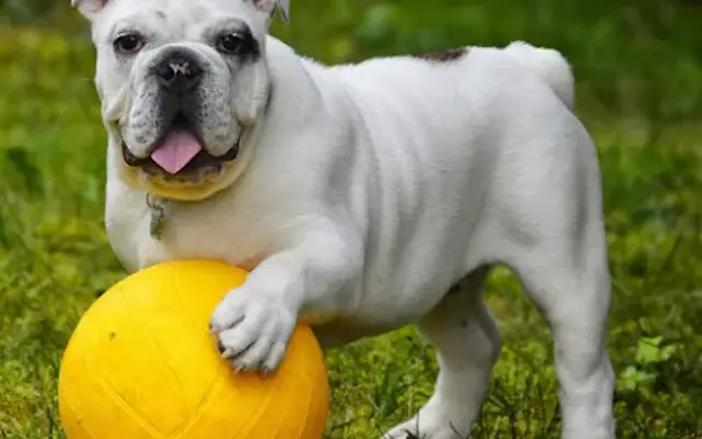 Boca Mobile Pet Grooming in Coconut Creek, FL