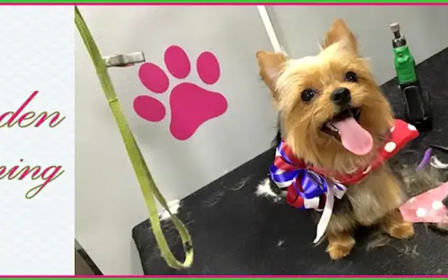 Hayden Grooming in Austin, TX