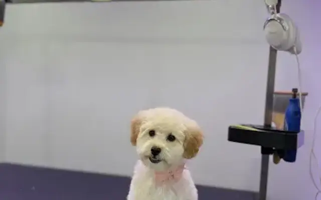 Glow Pup Mobile Dog Grooming in Miami, FL