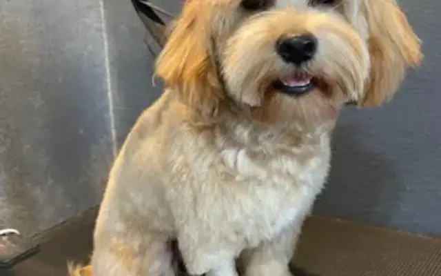 Tails and Nails Grooming in Keller, TX
