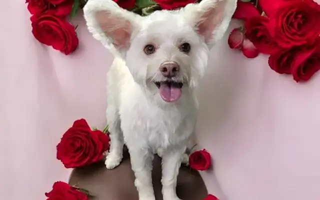 Boop Snoots Mobile Grooming in Irvine, CA