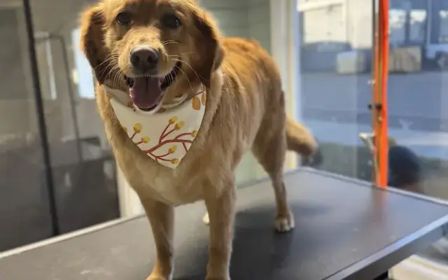 Bark Ave. Grooming in Idaho Falls, ID