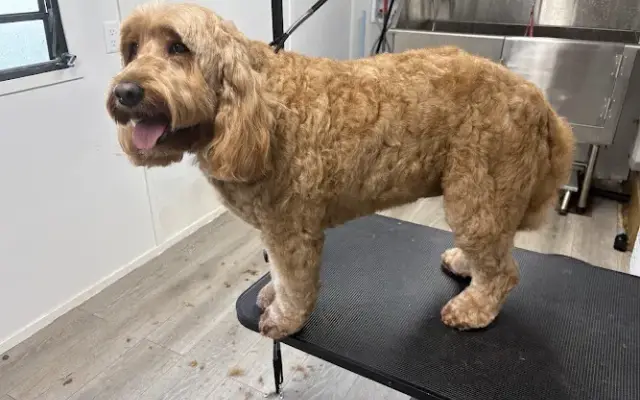 The Grooming Shack in Everson, WA