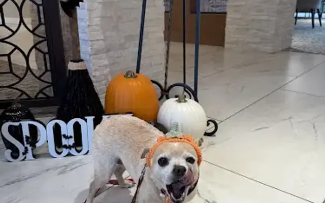 Resident Pet Care Services in San Diego, CA
