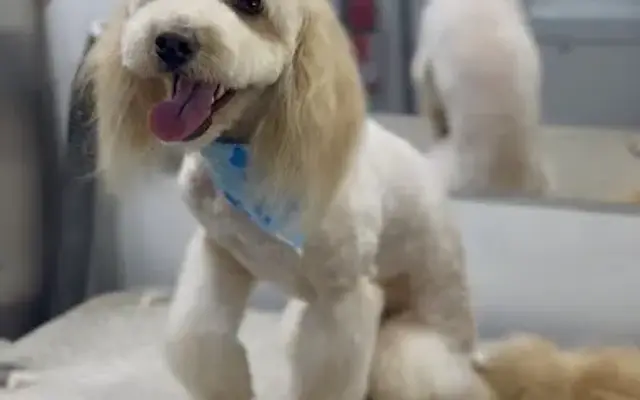 Violet’s Mobile Doggy Spa in Kaufman, TX