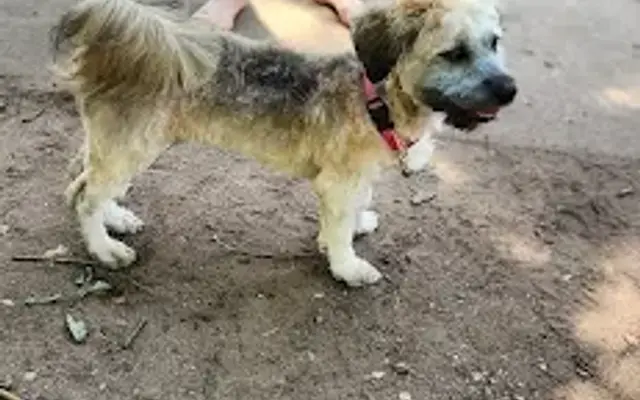 Loretta's Pet Grooming in Eleva, WI