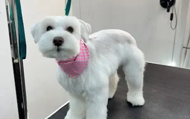 Mak's Paw Spa in Syracuse, UT