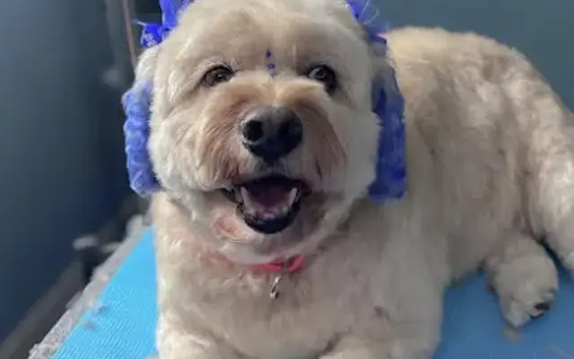 Ro-Max Grooming LLC in Dumfries, VA