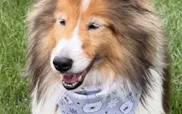 HugsNpups Groomery in Pequannock Township, NJ