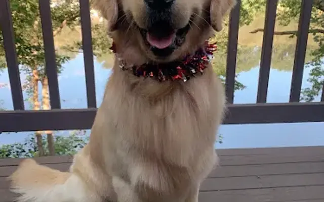 Casual Canines in Ogdensburg, NJ
