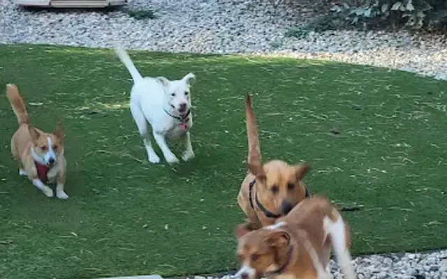 FurEver Furry Pet Care Services in Parker, CO