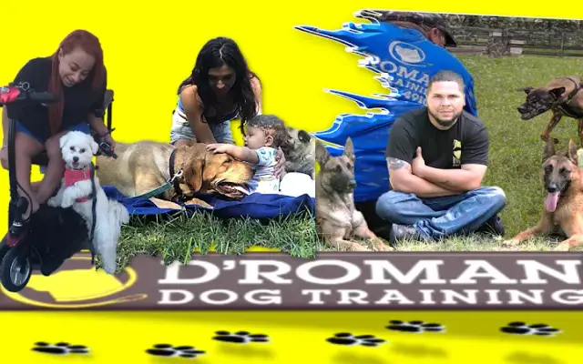 D'Roman Dog Training and Boarding LLC in Sumterville, FL