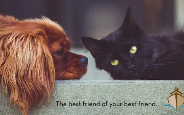 Noah's Caring Hands Animal Hospital at Geist in Indianapolis, IN