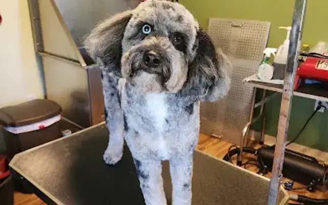 Furtastic Pet Grooming in Taberg, NY