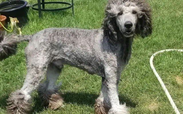 Tiapets Grooming and Daycare in Owosso, MI