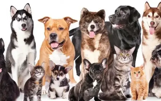 Tempe Veterinary Hospital in Tempe, AZ