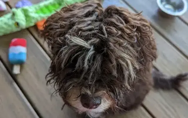Doggie Styles in Tahoe City, CA