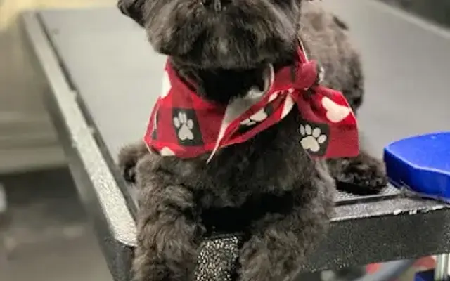 Bark N Collar in Northridge, CA