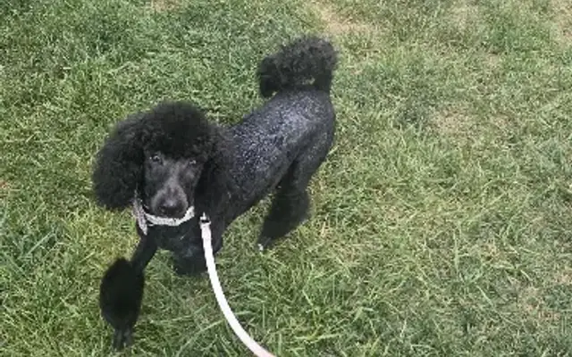 PetSmart Grooming in Cookeville, TN