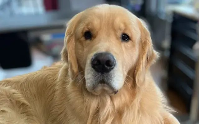 Doggie Paws Grooming in Sparta, MI