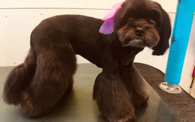Tubby Time Mobile Grooming in Vero Beach, FL
