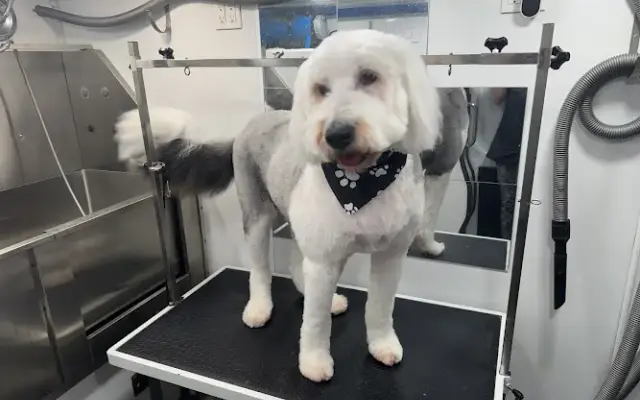 Zoomin Groomin in Denton, TX