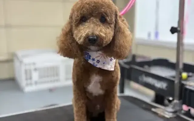 Pampered Paws Inn in Rogers, AR