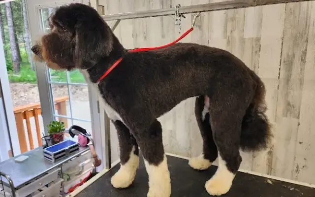Grooming by Josie in Sagle, ID