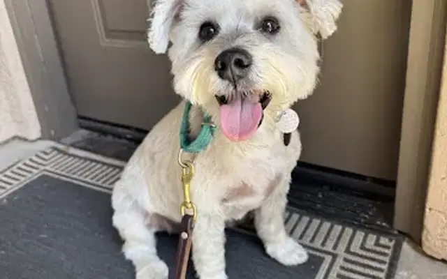 Mutz Cutz Mobile Pet Grooming in Phoenix, AZ